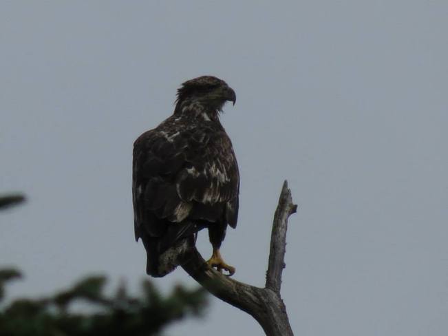 Young Hawk Macdiarmid, Ontario Canada