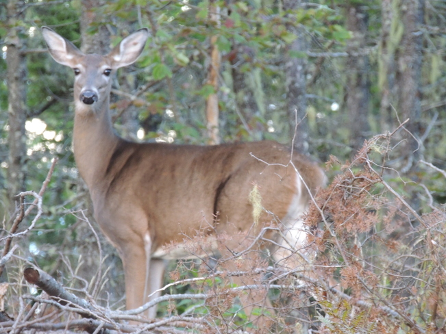 Deer Spotted In BlandFord Nova Scotia September 15th 2013 Blandford, Nova Scotia Canada