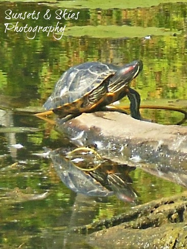 Turtle Close Up Belleville, Ontario Canada