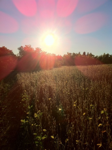 sunset over soy. Pontypool, Ontario Canada