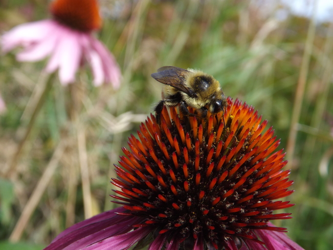 BEE FEASTING ON ECHINACEA PLANT Thunder Bay, Ontario Canada