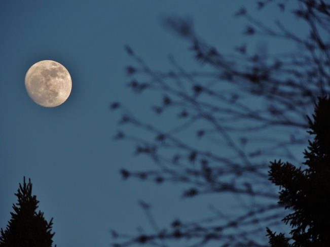 Moon through the Trees St. John's, Newfoundland and Labrador Canada