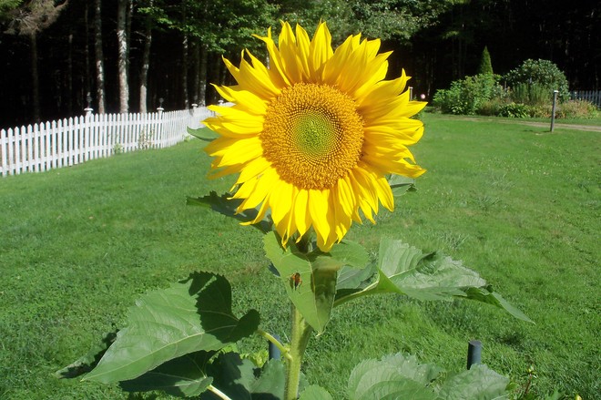 Sunflower Chester, Nova Scotia Canada