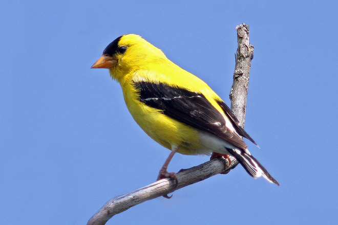 American Goldfinch South Lancaster, Ontario Canada