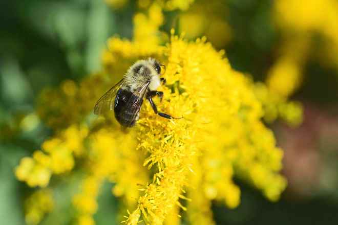 Bee on goldenrod Waterloo, Ontario Canada