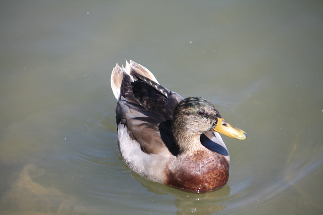 Duck on the lake Toronto, Ontario Canada