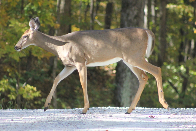Pretty deer! Brockville, Ontario Canada