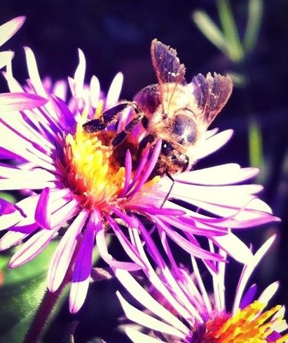 Busy bee Newcastle, Ontario Canada