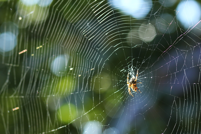 Spider's web Ladner, British Columbia Canada