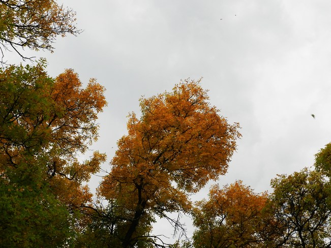 Autumn Trees Winnipeg, Manitoba Canada