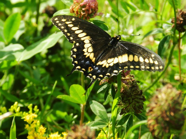 Butterfly Kingsclear, New Brunswick Canada