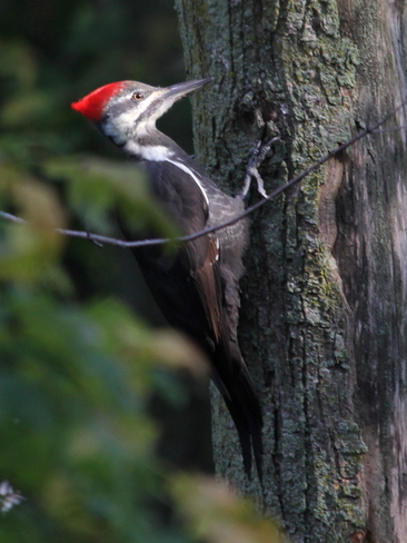 Pileated Woodpecker Fergus, Ontario Canada