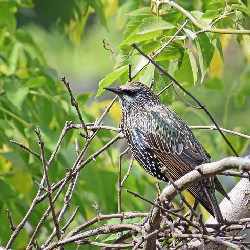 female common starling Toronto, Ontario Canada