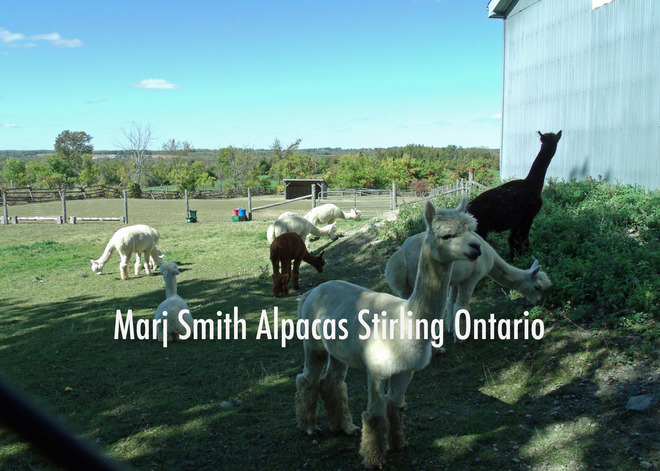 Marj Smith Alpacas Farm Stirling-Rawdon, Ontario Canada