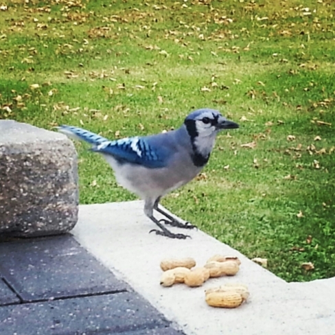 Blue Jay lovin' peanuts Beausejour, Manitoba Canada