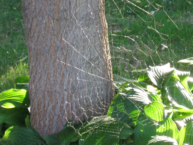 Fall webs Windsor, Ontario Canada