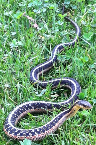 snake in the grass Callander, Ontario Canada