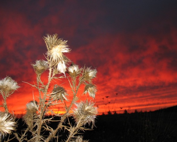Prickly Sunset Windsor, Nova Scotia Canada