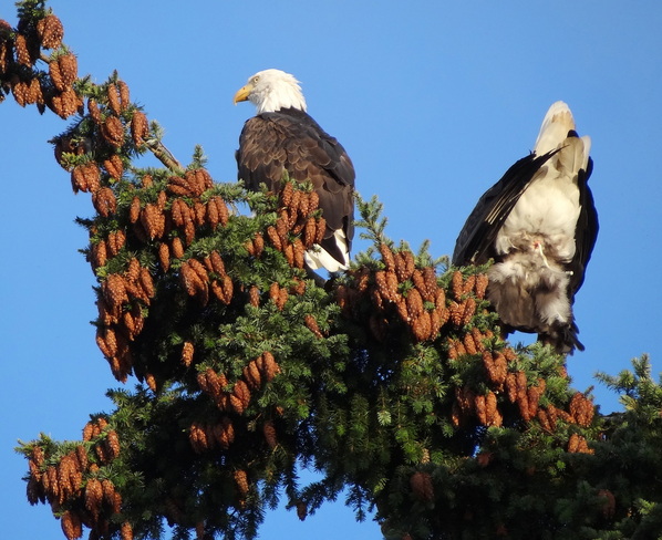 Eagle 'action' shot of sorts! lol Royston, British Columbia Canada