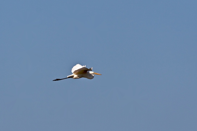 Great Egret in Flight Port Credit, Ontario Canada