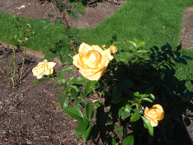 roses 2 Oakville, Ontario Canada