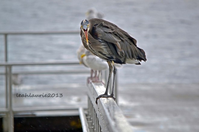 BACK OFF LADY! Powell River, British Columbia Canada