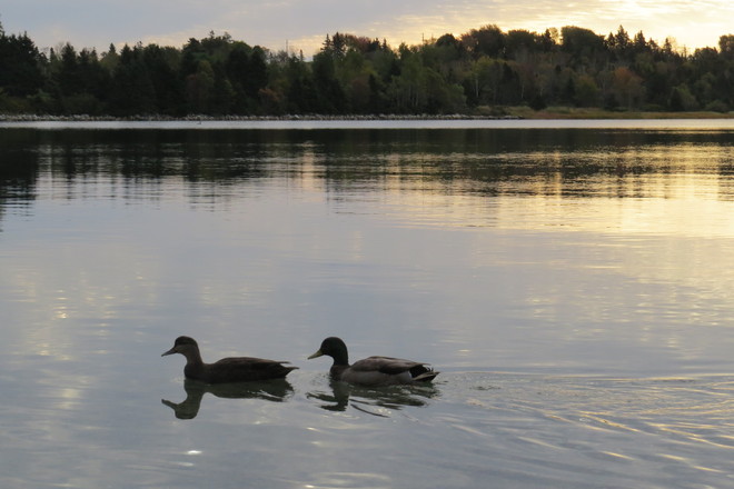 American Black Duck & Mallard Drake Chester, Nova Scotia Canada
