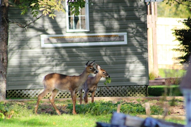 Deers Dartmouth, Nova Scotia Canada