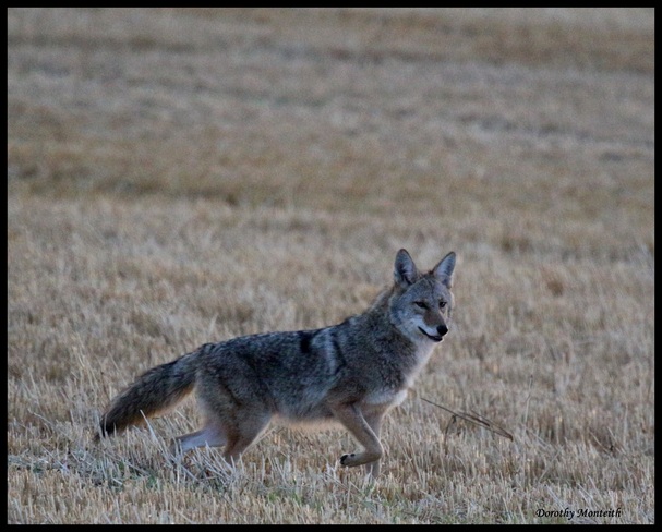 Coyote out on the Prowl Wetaskiwin County No. 10, Alberta Canada
