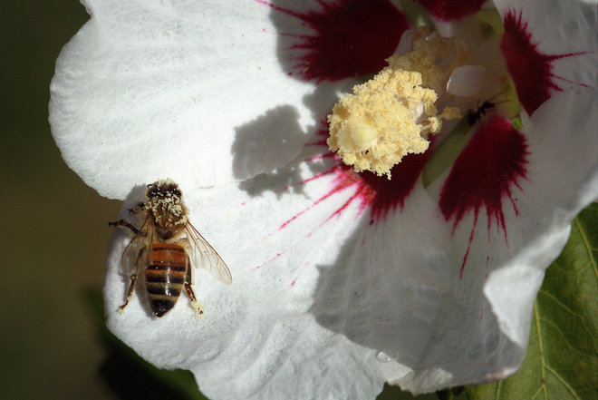 Pollen Bee Delta, British Columbia Canada