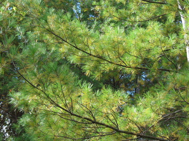 pine Guelph, Ontario Canada