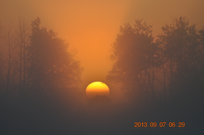 Sun rises thru the fog Bay Tree, Alberta Canada