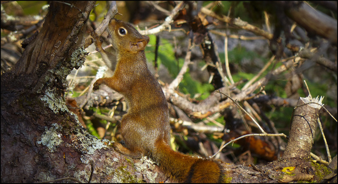 Sherriff Creek red trail squirrel. Elliot Lake, Ontario Canada