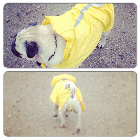 Tucker's new rain gear :) Brandon, Manitoba Canada