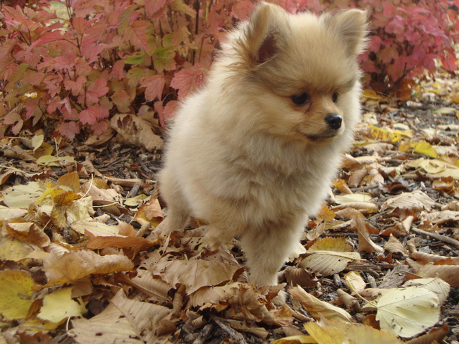 9 week old pomeranian Coco playing in the autumn leaves Winnipeg, Manitoba Canada