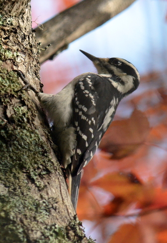 Woodpecker Kingston, Nova Scotia Canada