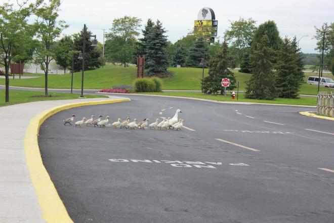 Mother Mother Goose Sandusky, Ohio United States