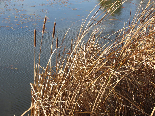 Lots of Cattails along the marshes Sackville, New Brunswick Canada