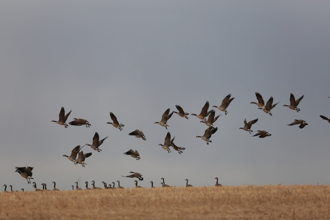 Geese Unity, Saskatchewan Canada