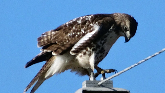 Hawk on a Tower Cambridge, Ontario Canada