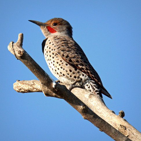 Flicker On The Lookout 
