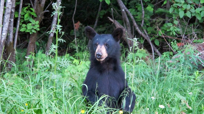 curious bear Kapuskasing, Ontario Canada