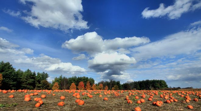 Pumpkin Patch Brantford, Ontario Canada