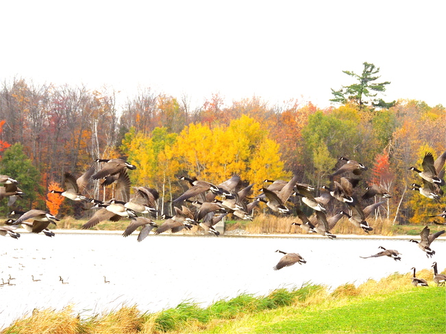 Canada Geese - South Bound Port Perry, Ontario Canada
