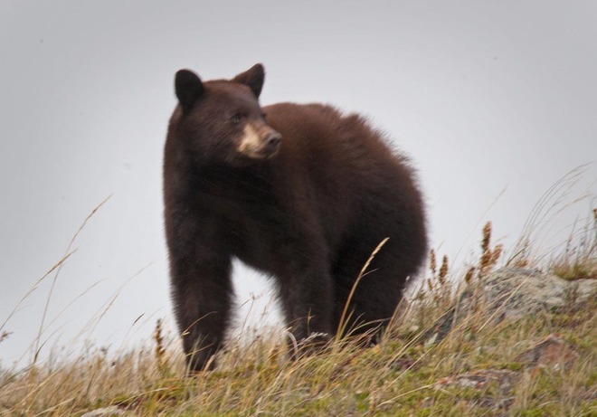 Bear Encounter Lethbridge, Alberta Canada