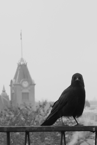 Crow Visit on a Foggy Day Vancouver, British Columbia Canada