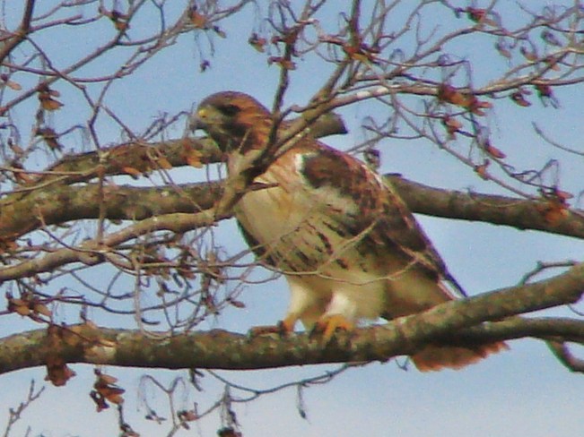 Red-tailed Hawk Stratford, Ontario Canada