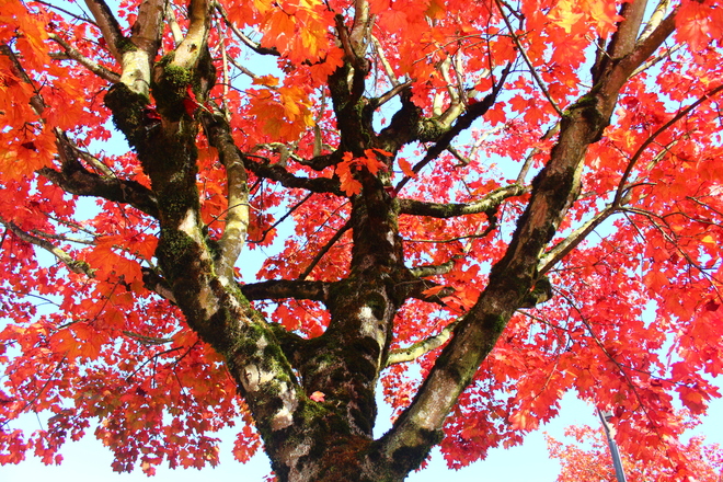 red maple leaves Richmond, British Columbia Canada