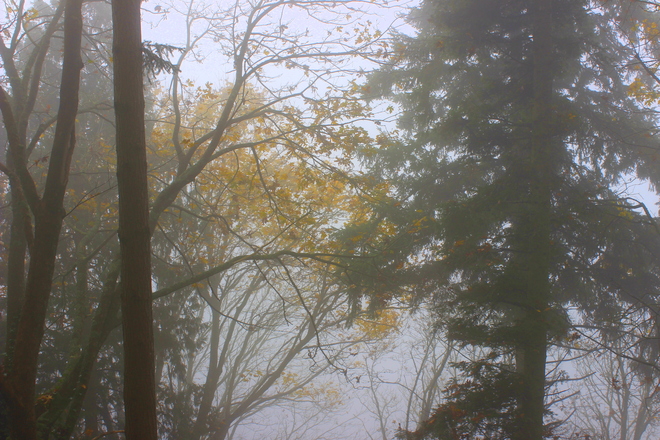 foggy fall Surrey, British Columbia Canada