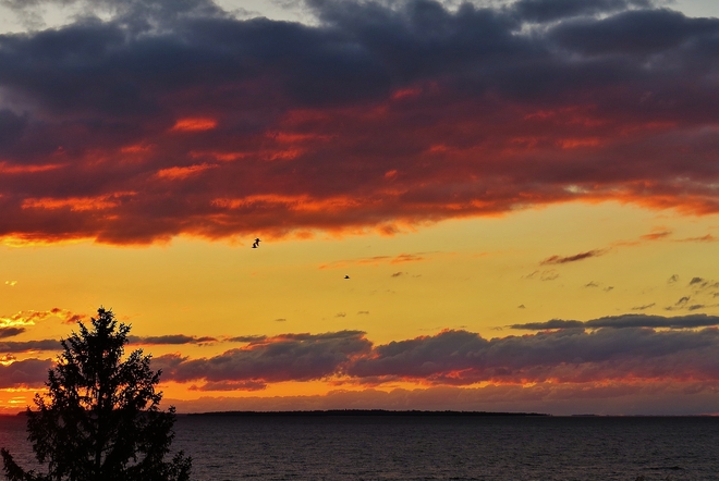 Gulls winging it to their safe haven at sunset. North Bay, Ontario Canada